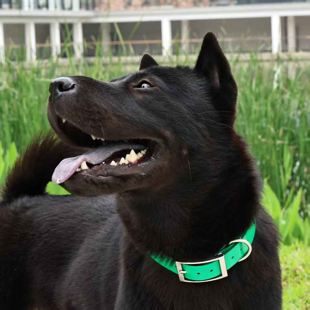 폭 2.5cm의 튼튼한 TPU 소재 방수 조절 가능한  - Outdoor Hunting Dog Collar 리뷰 및 가격