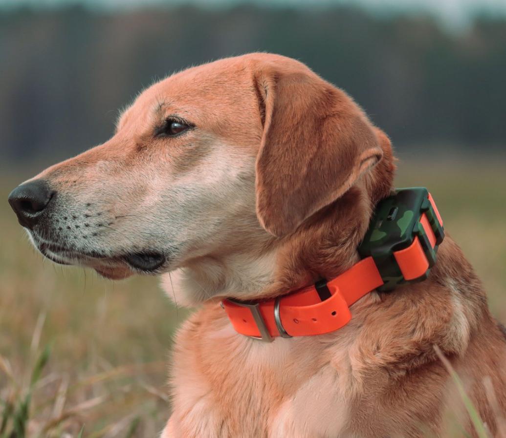 IP68 방수 사냥개용 위치추적기 야외 숲 사냥 실시간 - Outdoor Hunting Dog Collar 리뷰 및 가격