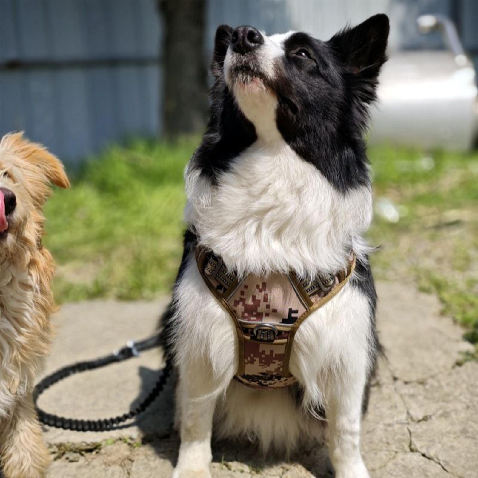 개 하네스 금속 버클 개 훈련 하네스 조끼 중형 대형  - Outdoor Hunting Dog Collar 리뷰 및 가격